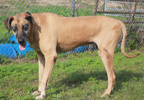 Great Dane Rescue of Tampa Bay, Inc. - Available Danes