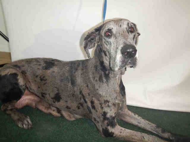 Great Dane Rescue of Tampa Bay, Inc. - Available Danes
