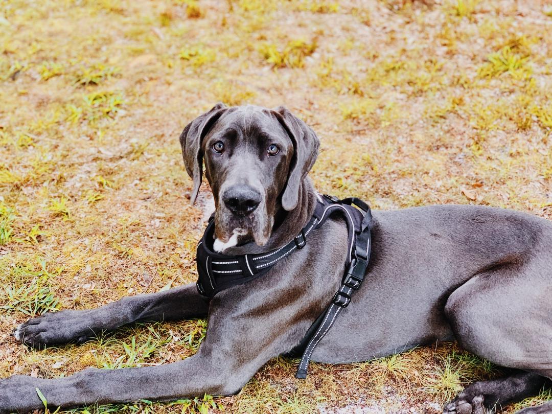Great Dane Rescue Of Tampa Bay Inc Success Stories